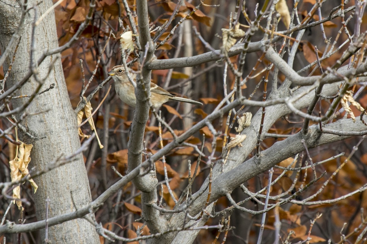 American Tree Sparrow - ML181933891