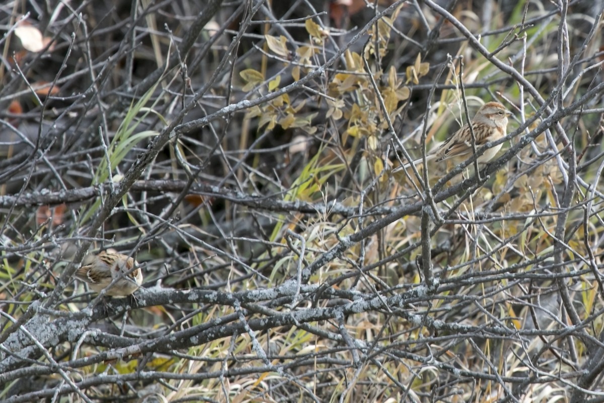 American Tree Sparrow - ML181933911