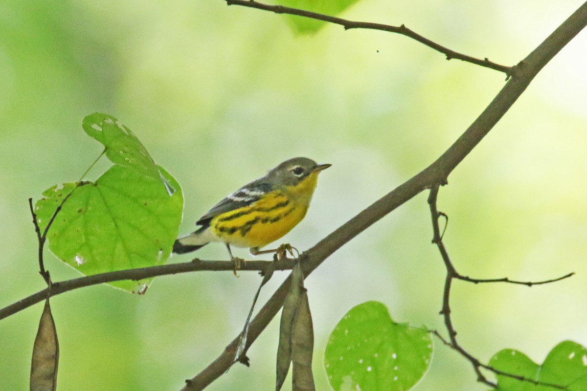 Magnolia Warbler - David Lang