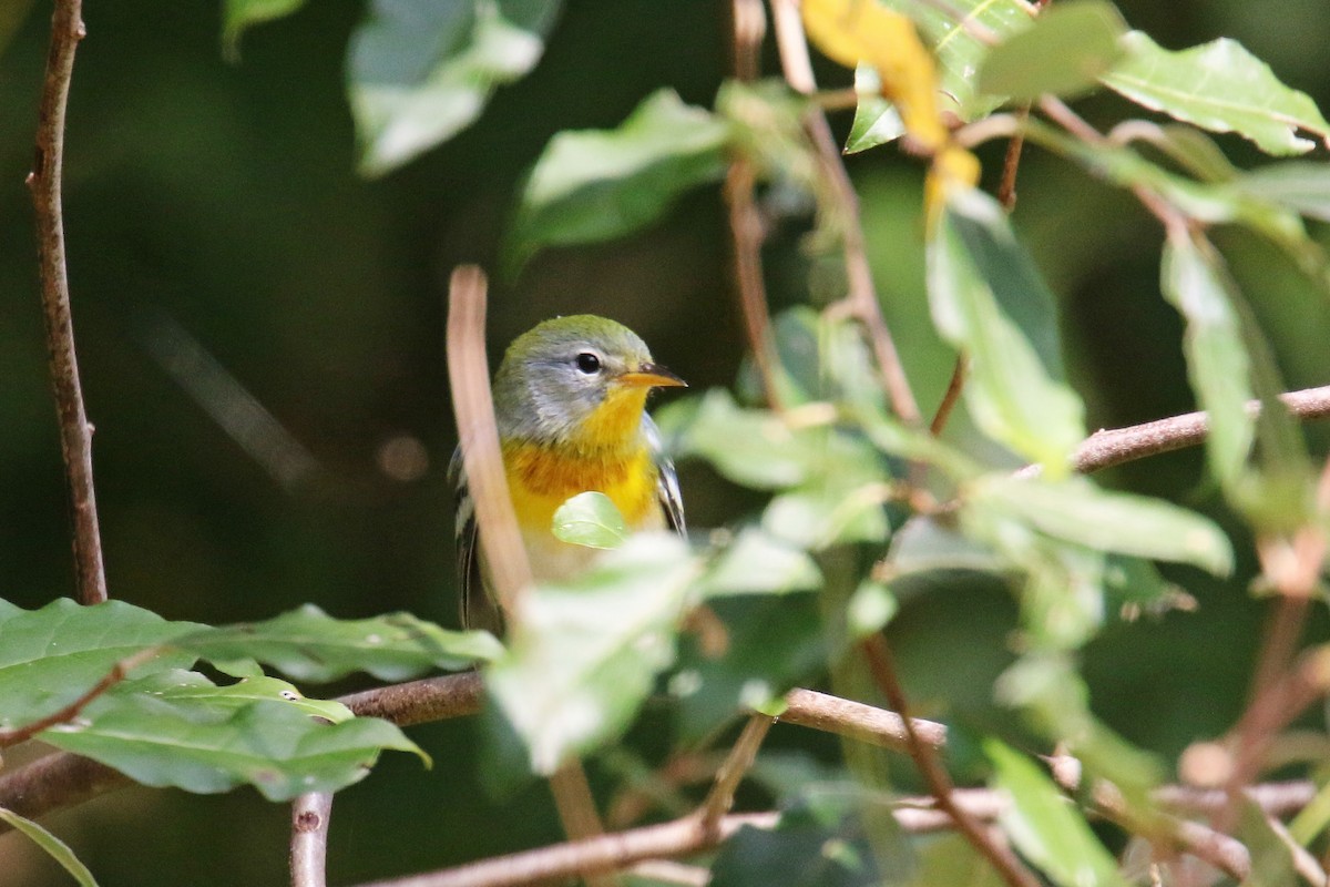 Northern Parula - ML181934301