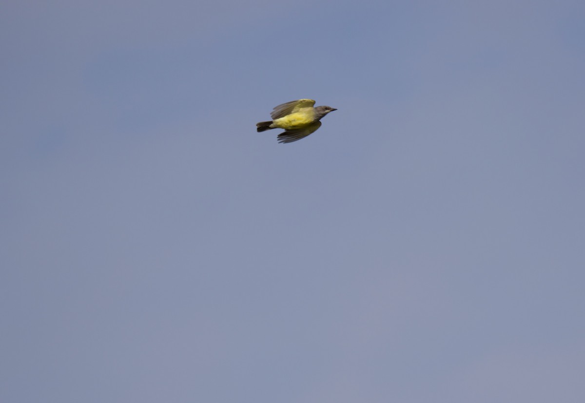 Cassin's Kingbird - ML181934921