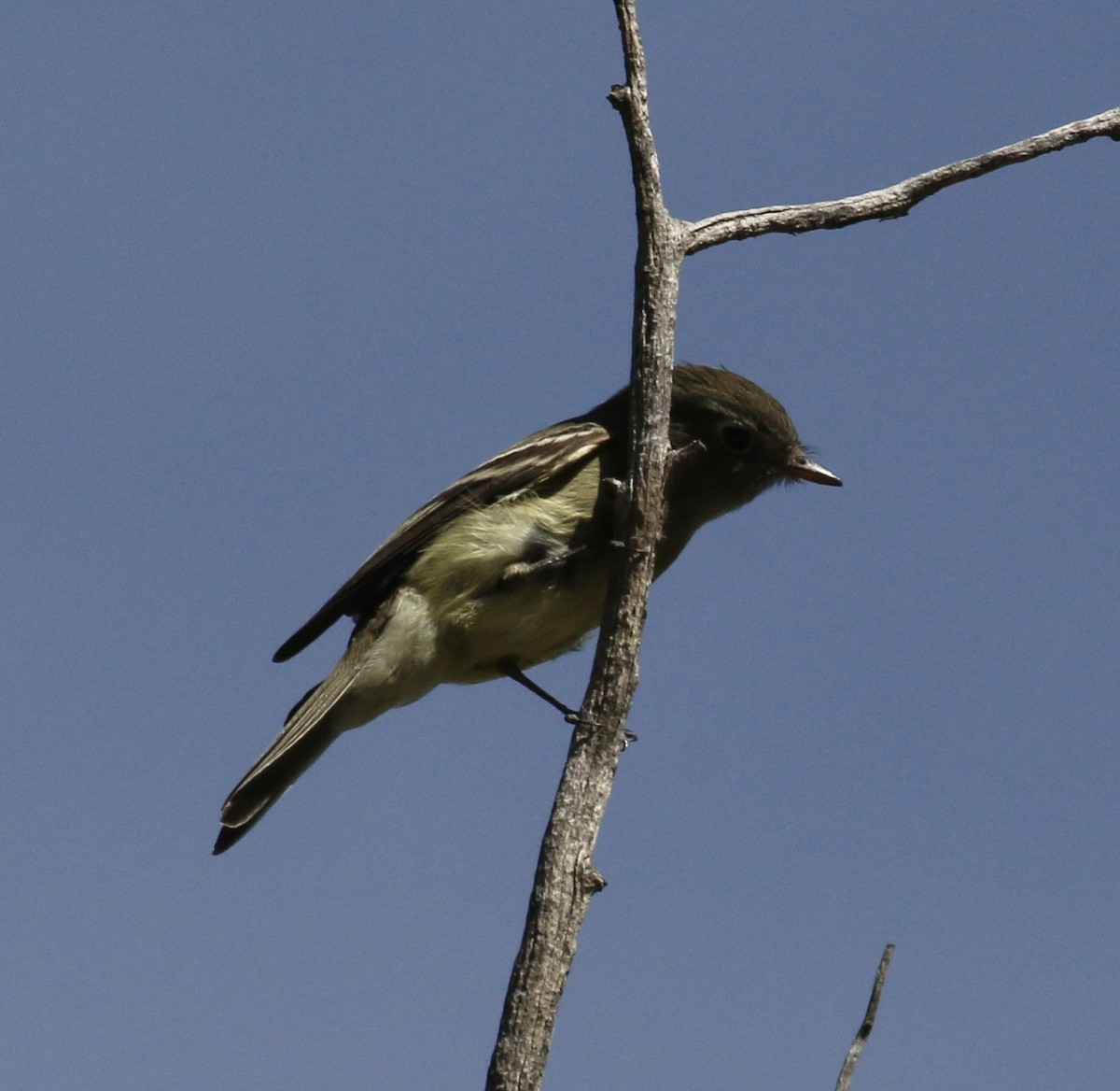 Hammond's Flycatcher - ML181935161