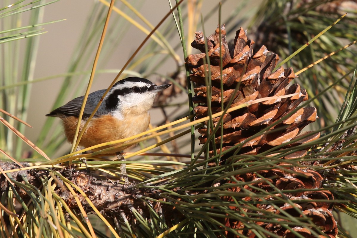 Red-breasted Nuthatch - ML181935481