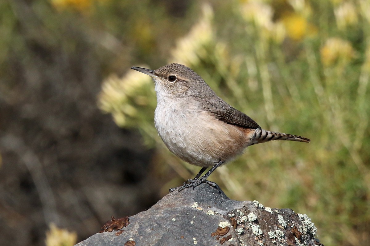 Rock Wren - ML181935651