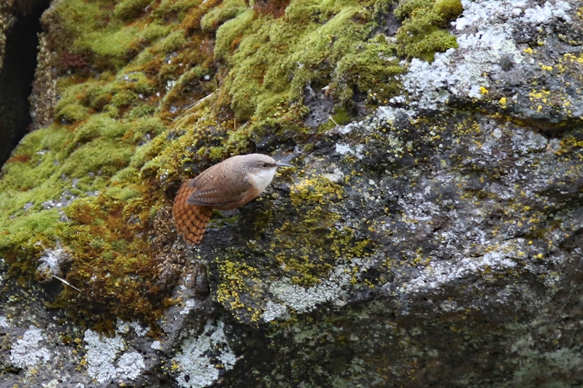 Canyon Wren - ML181936091