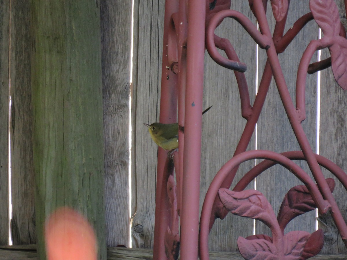 Common Yellowthroat - ML181936531