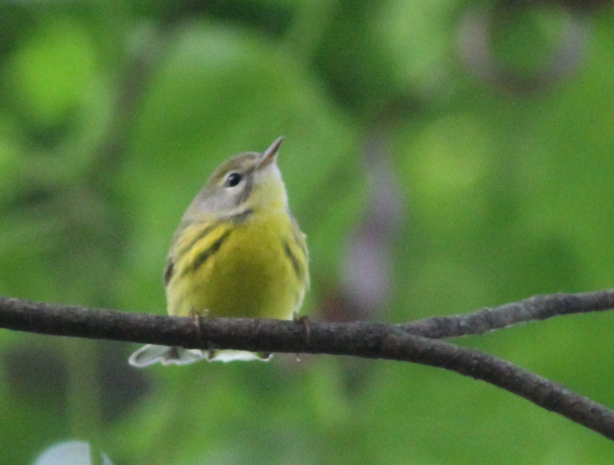 Prairie Warbler - ML181936551