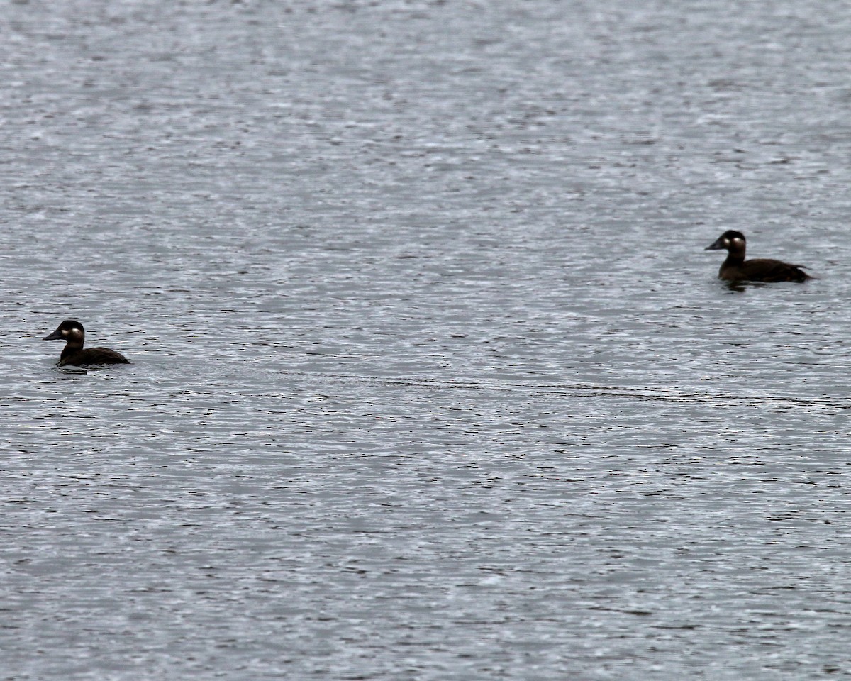 Surf Scoter - ML181936811