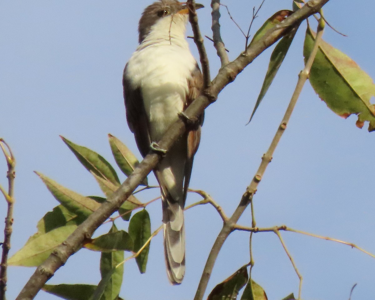 Yellow-billed Cuckoo - ML181936821