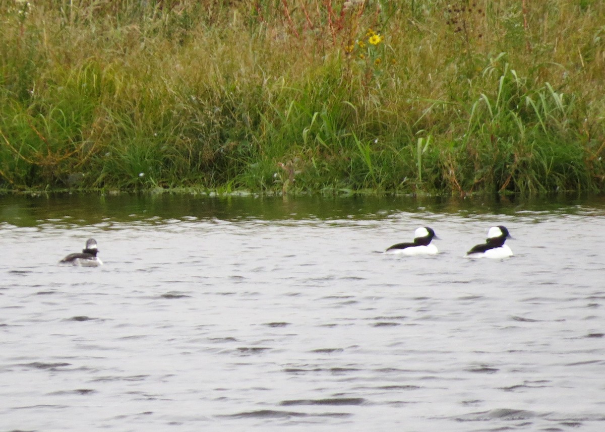 Bufflehead - ML181937301