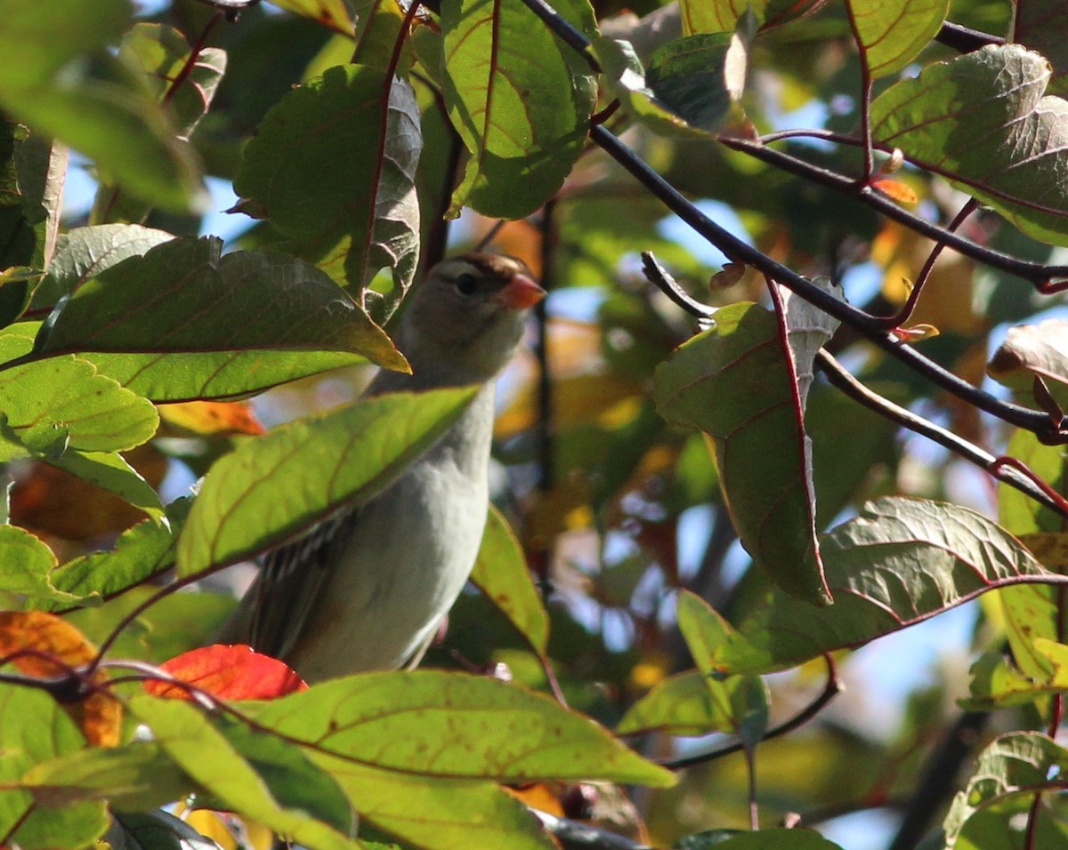 White-crowned Sparrow (Dark-lored) - ML181937431