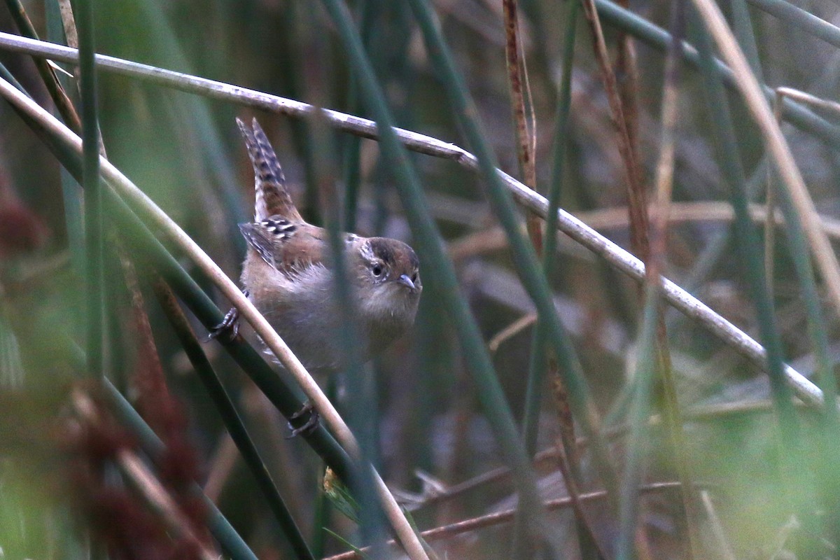 Marsh Wren - ML181937591