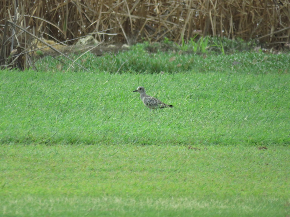 American Golden-Plover - ML181937631