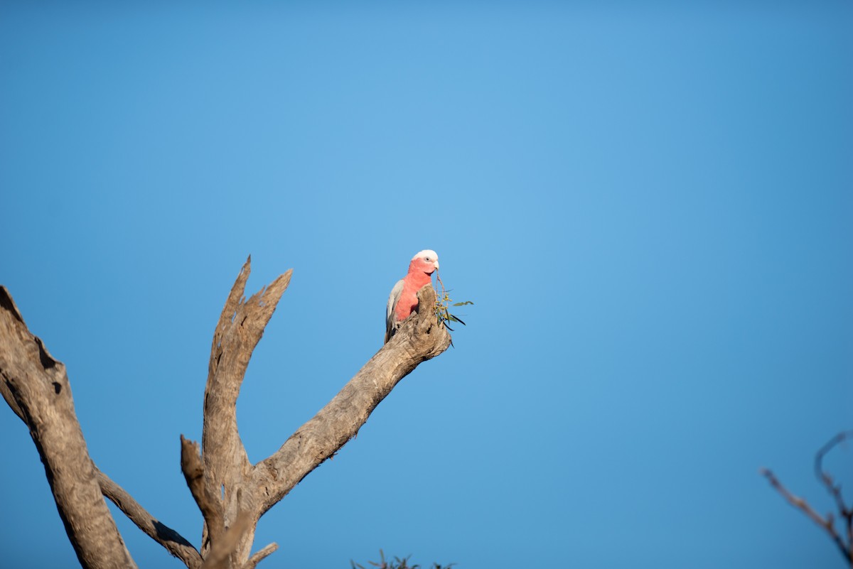 kakadu růžový - ML181937881