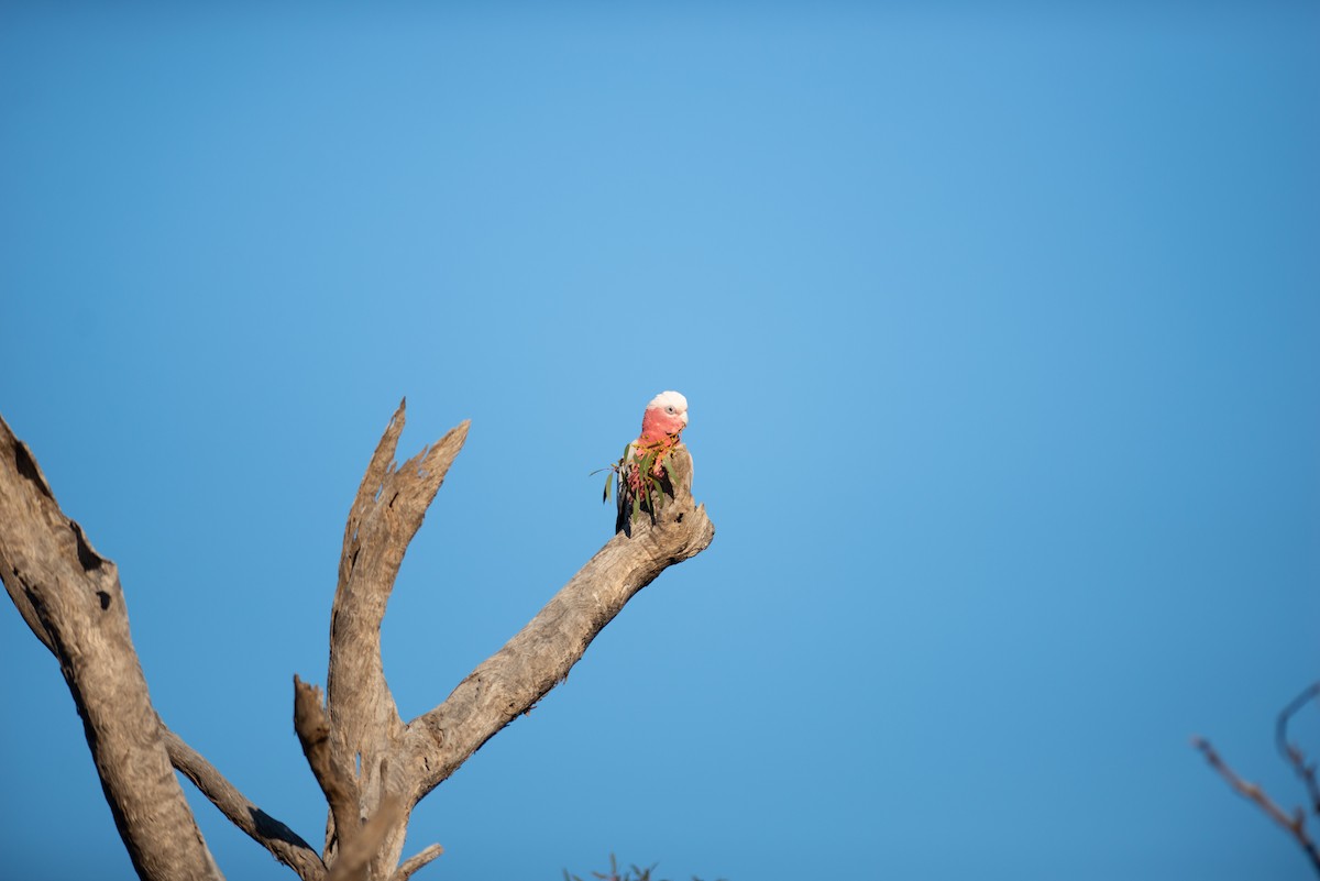 kakadu růžový - ML181937891