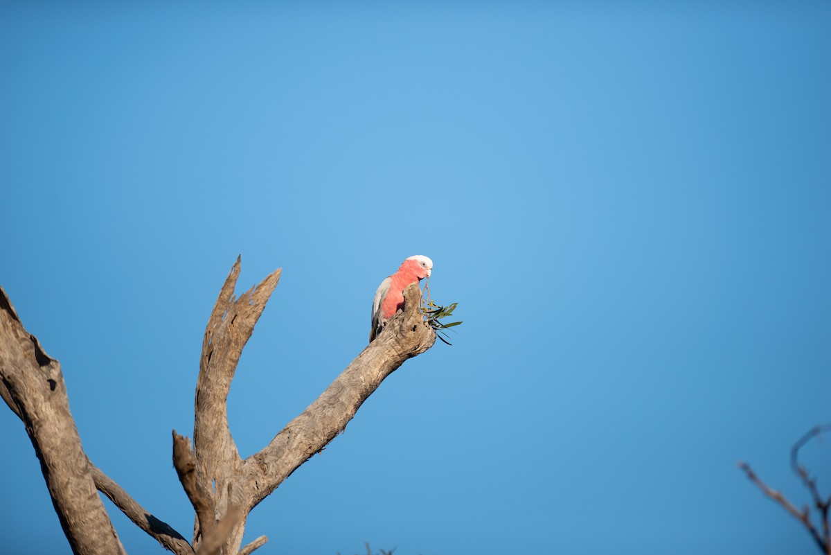 Galah - Joseph Welklin