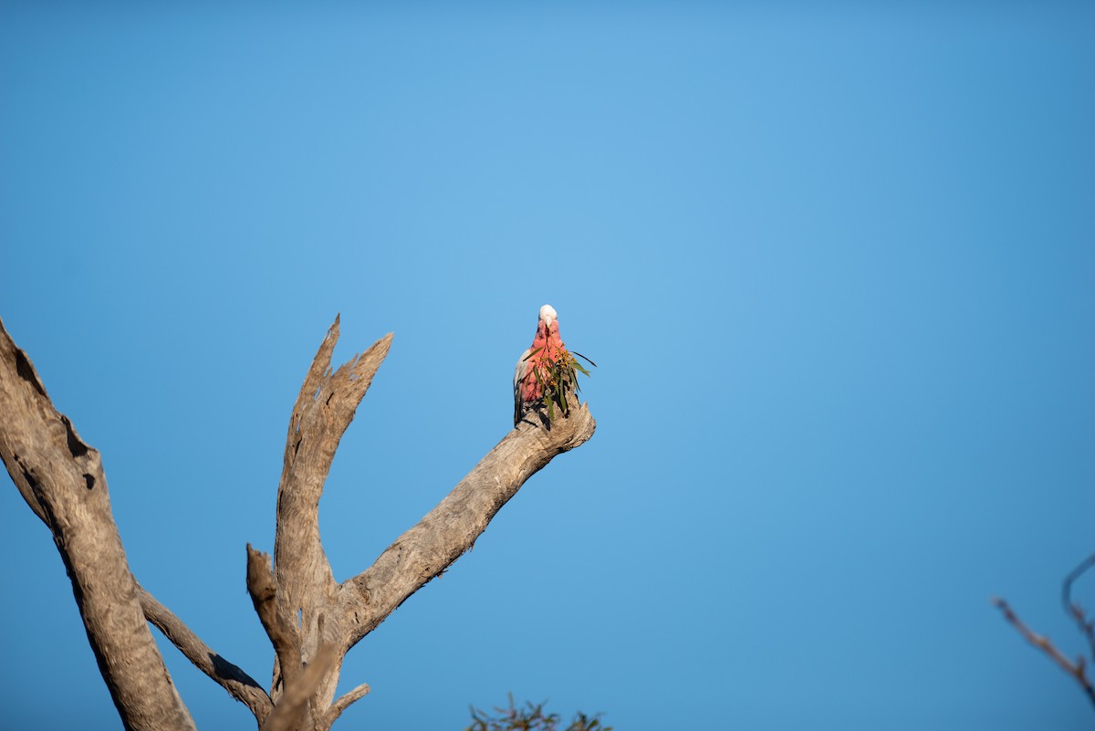 Cacatúa Galah - ML181937921