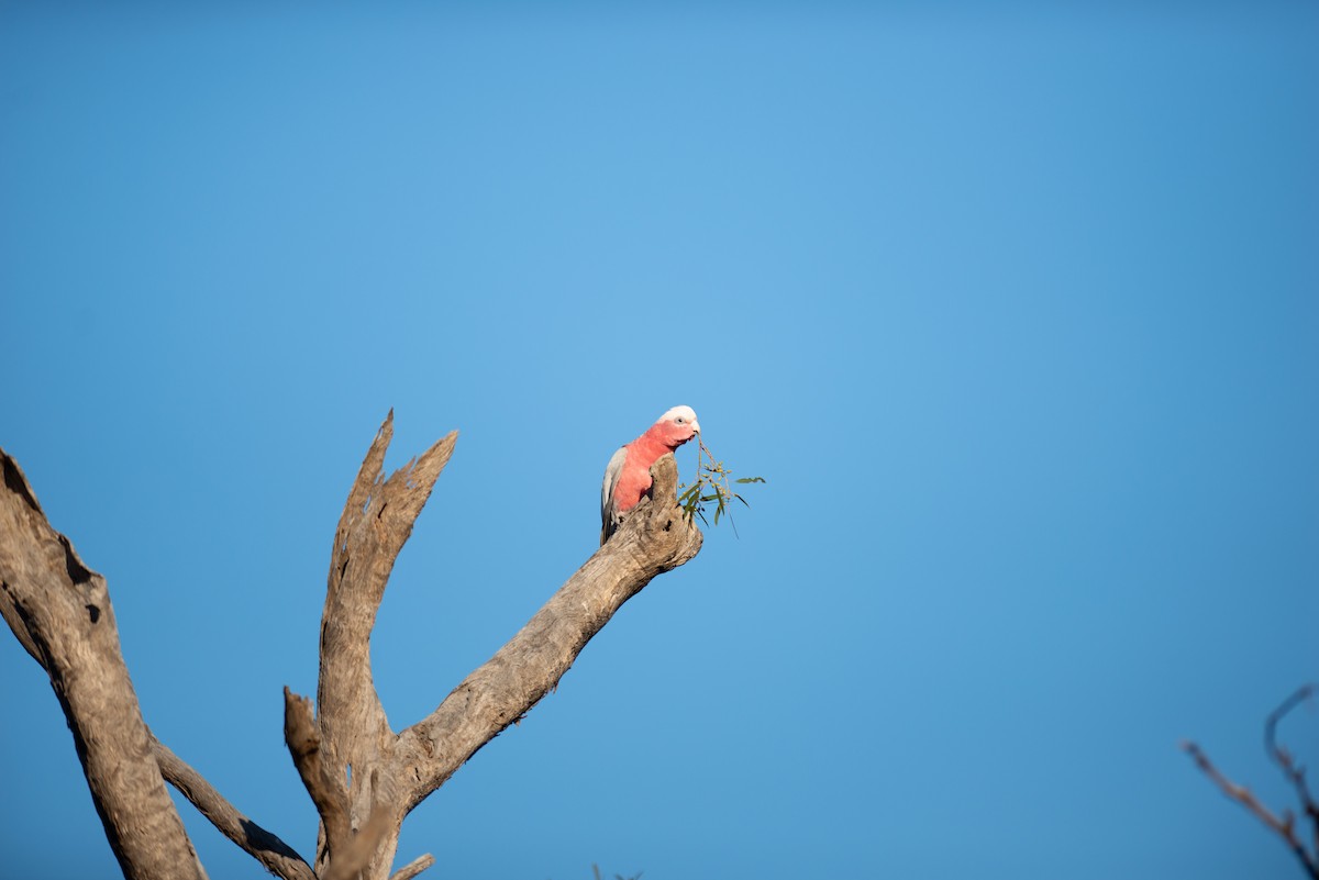 Cacatúa Galah - ML181937931