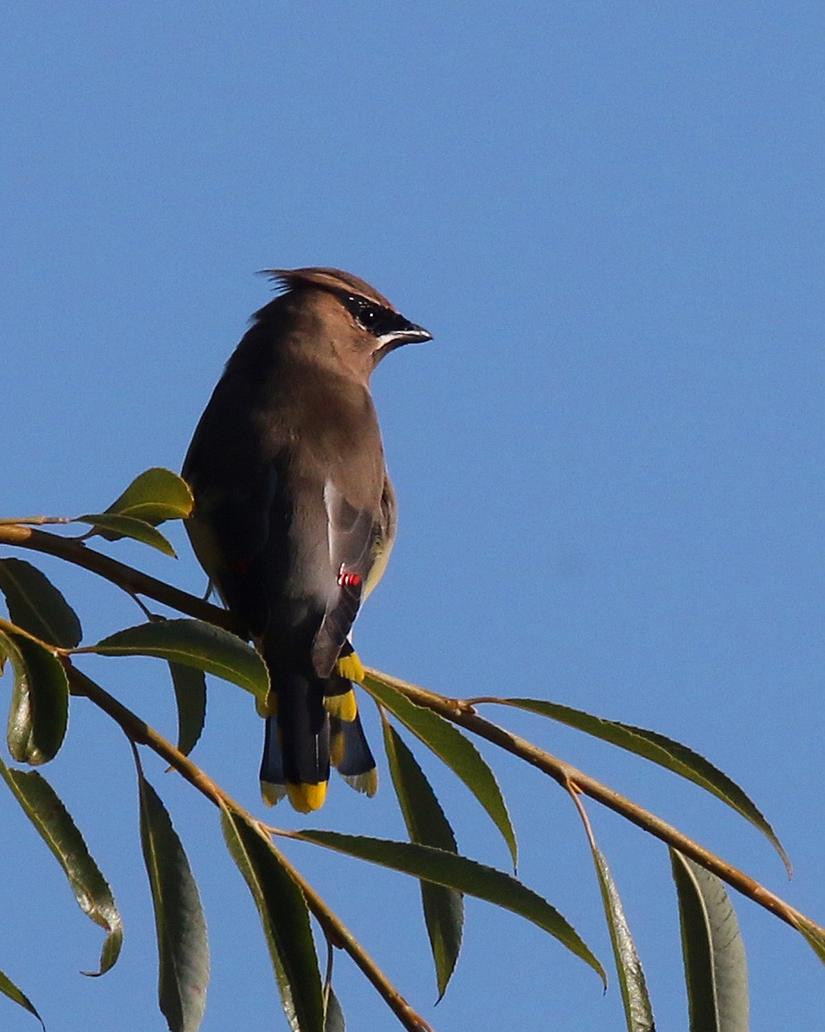 Cedar Waxwing - ML181938961