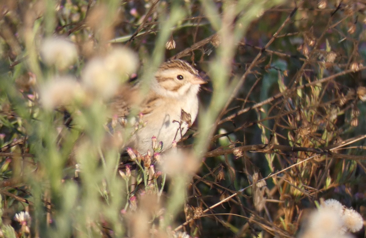 Clay-colored Sparrow - ML181940091