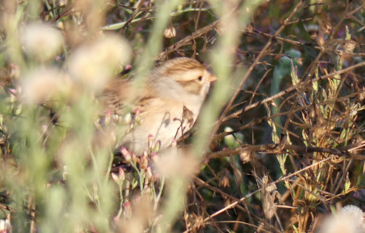 Clay-colored Sparrow - ML181940111