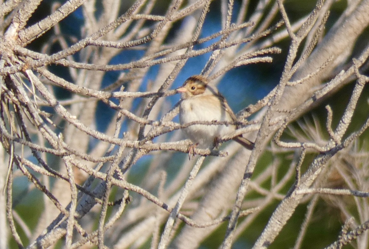 Clay-colored Sparrow - ML181940151