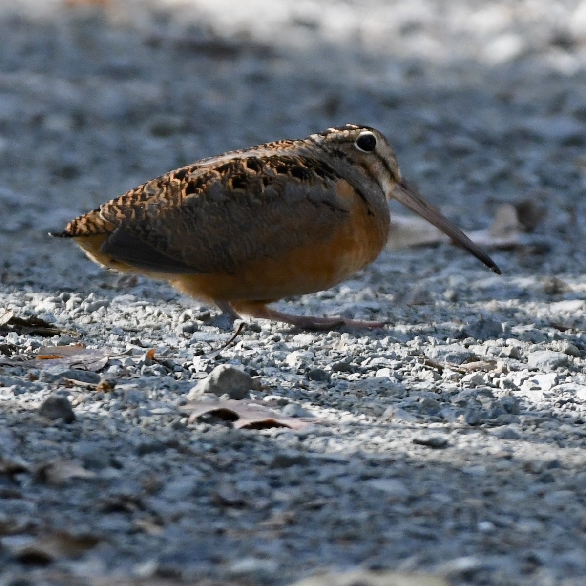 American Woodcock - ML181942301