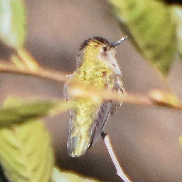 Allen's Hummingbird - ML181942881
