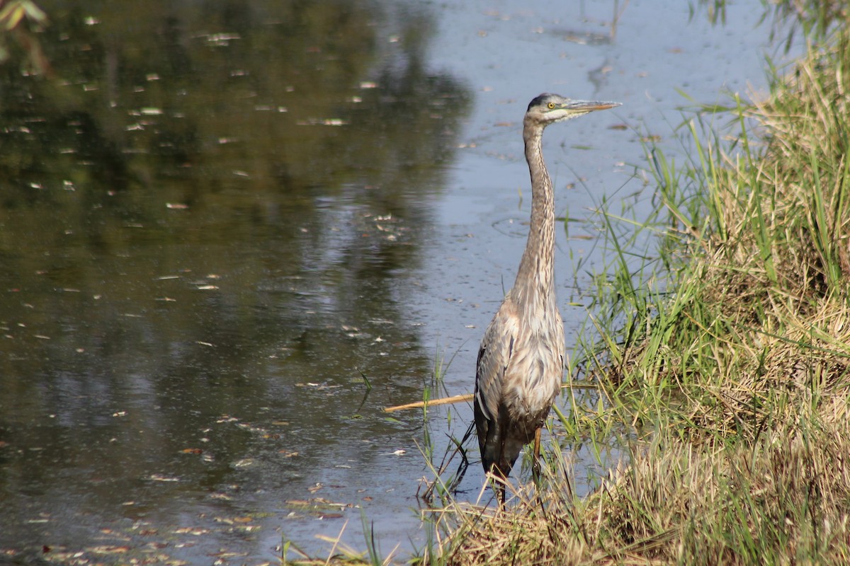 Great Blue Heron - ML181942971