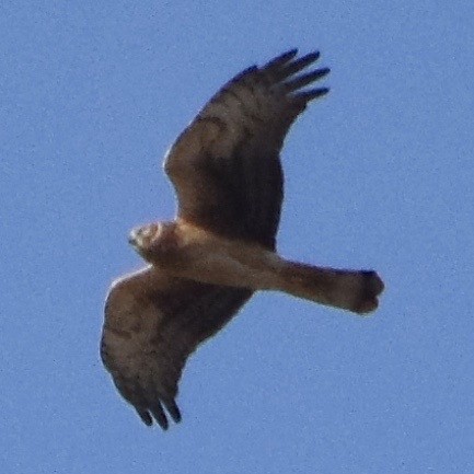 Northern Harrier - ML181943081