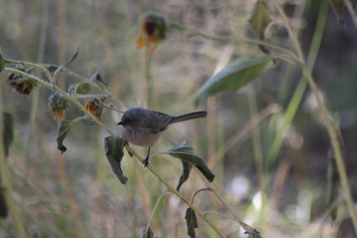 Bushtit - ML181943201