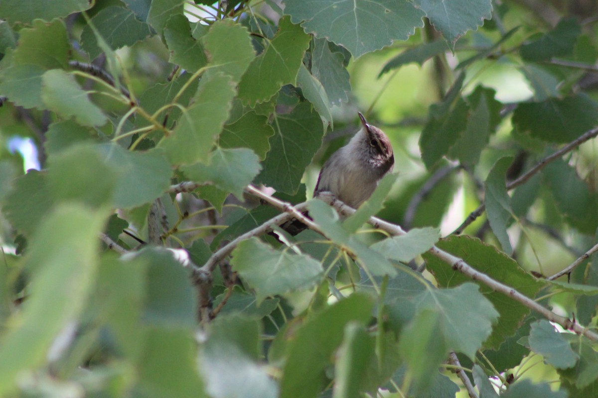 Bewick's Wren - ML181943261