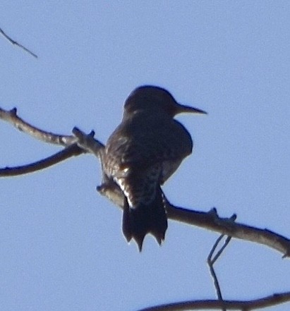 Northern Flicker - Paul  Contreras