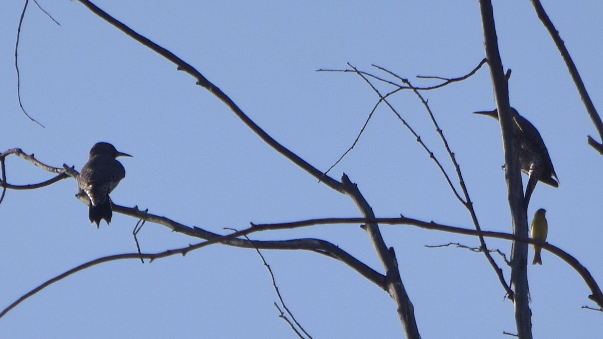 Northern Flicker - Paul  Contreras