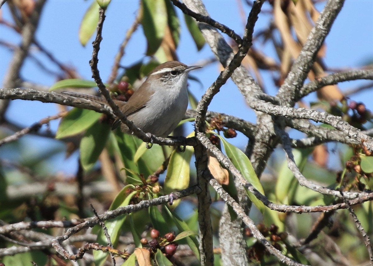 Bewick's Wren - ML181943901