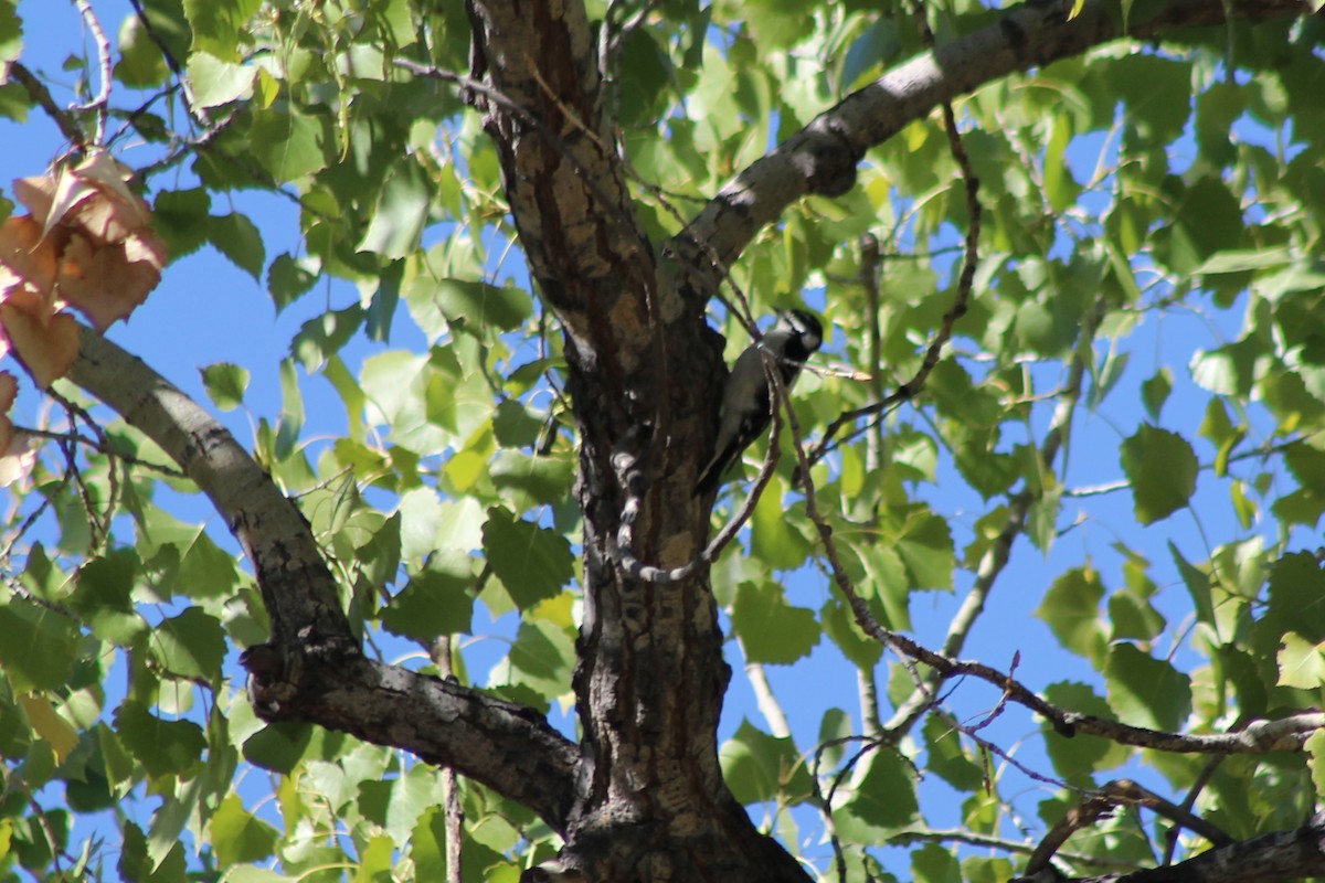 Downy Woodpecker - David Lerwill