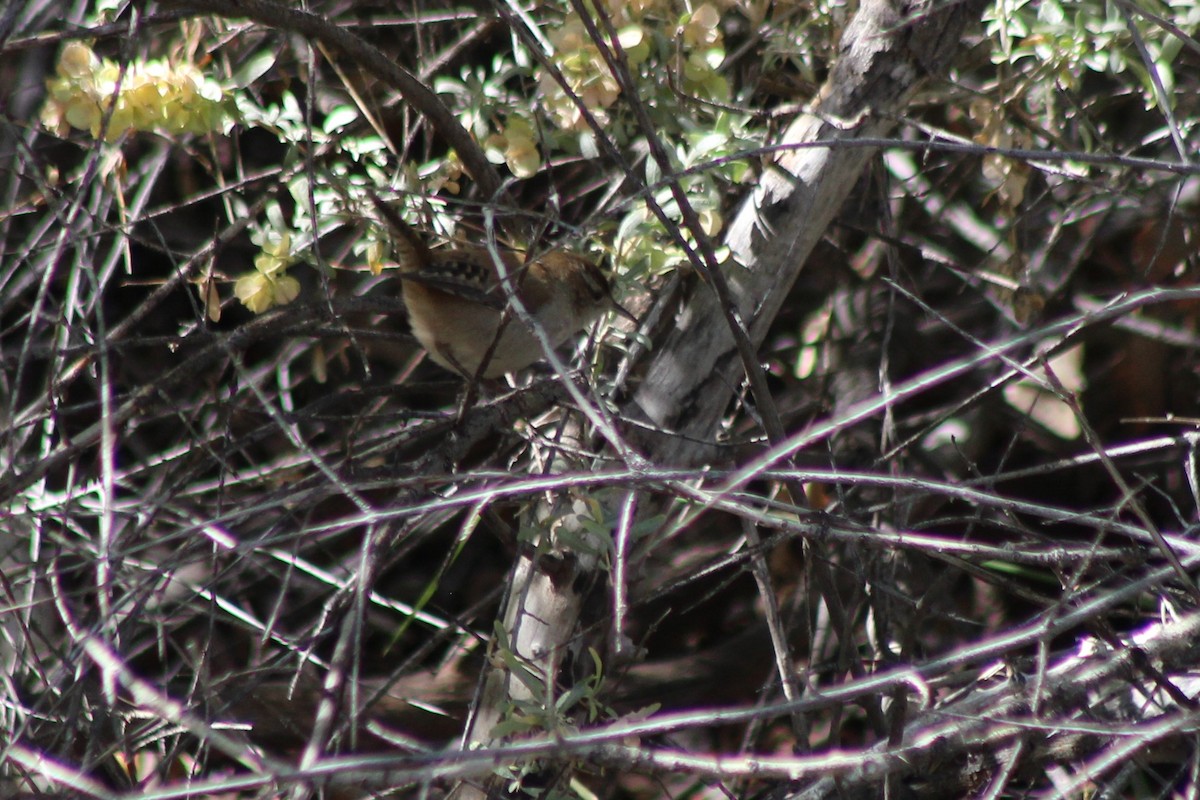 Marsh Wren - David Lerwill