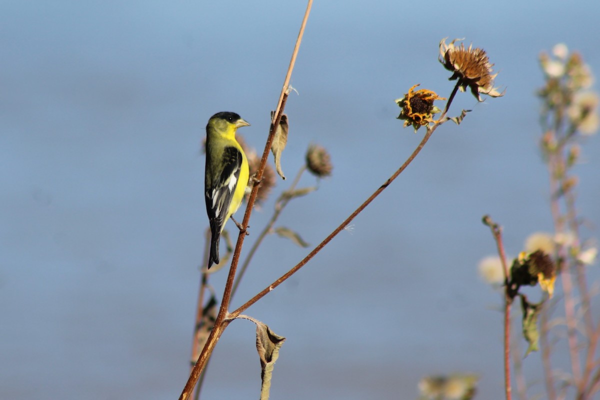 Lesser Goldfinch - ML181944661