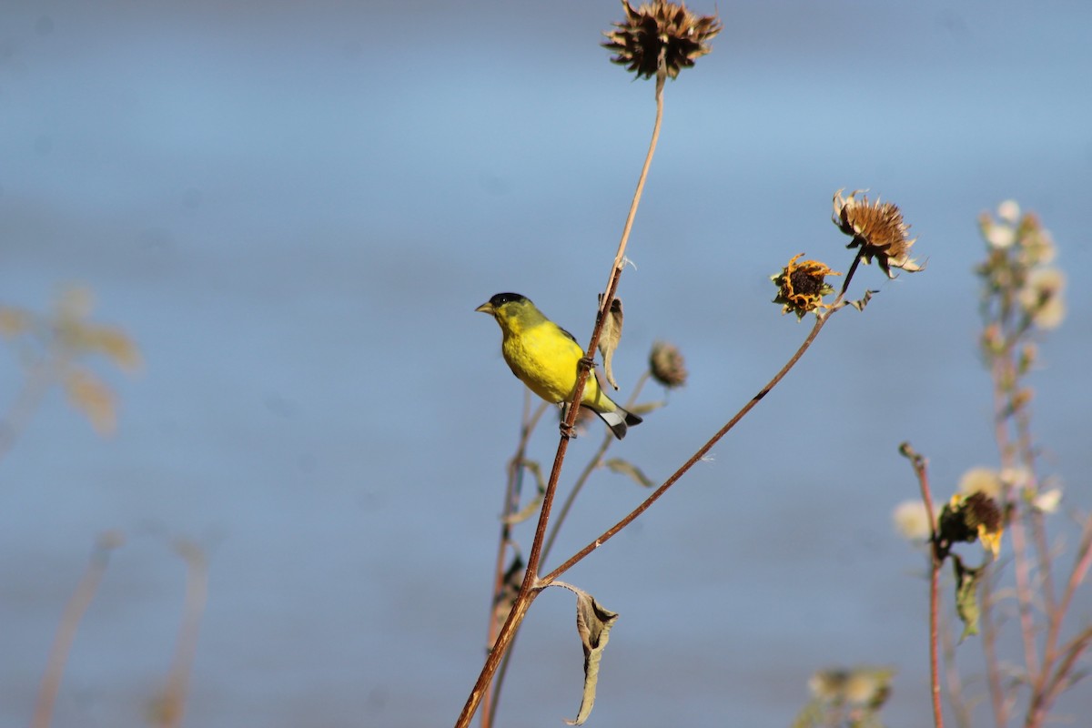 Lesser Goldfinch - ML181944691