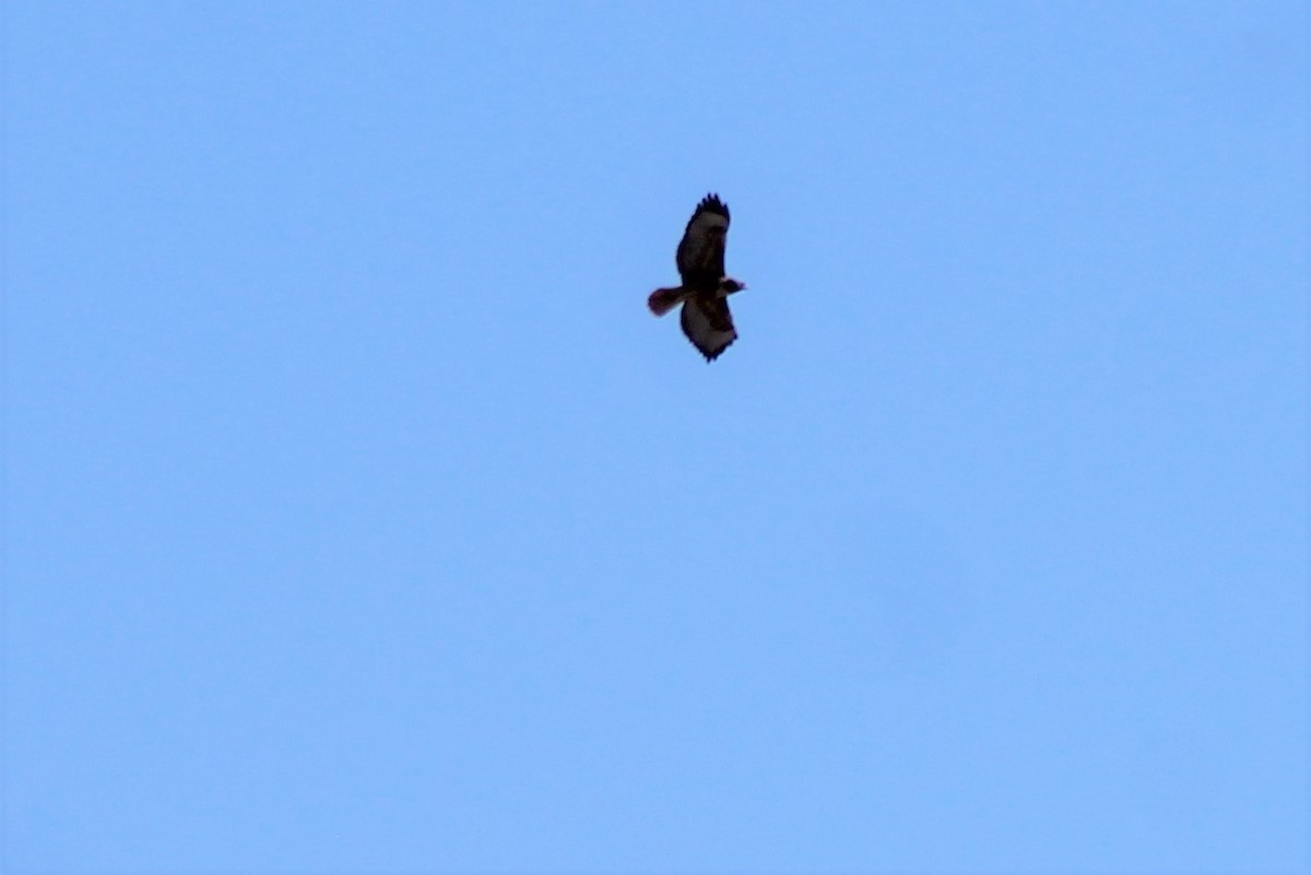 Red-tailed Hawk - ML181945401