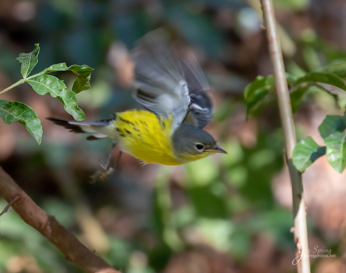 Magnolia Warbler - ML181945561