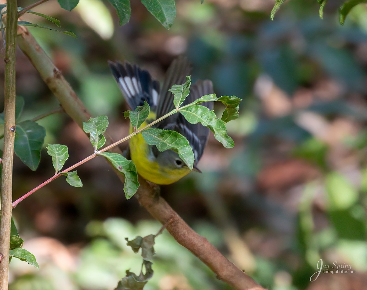 Magnolia Warbler - ML181945581