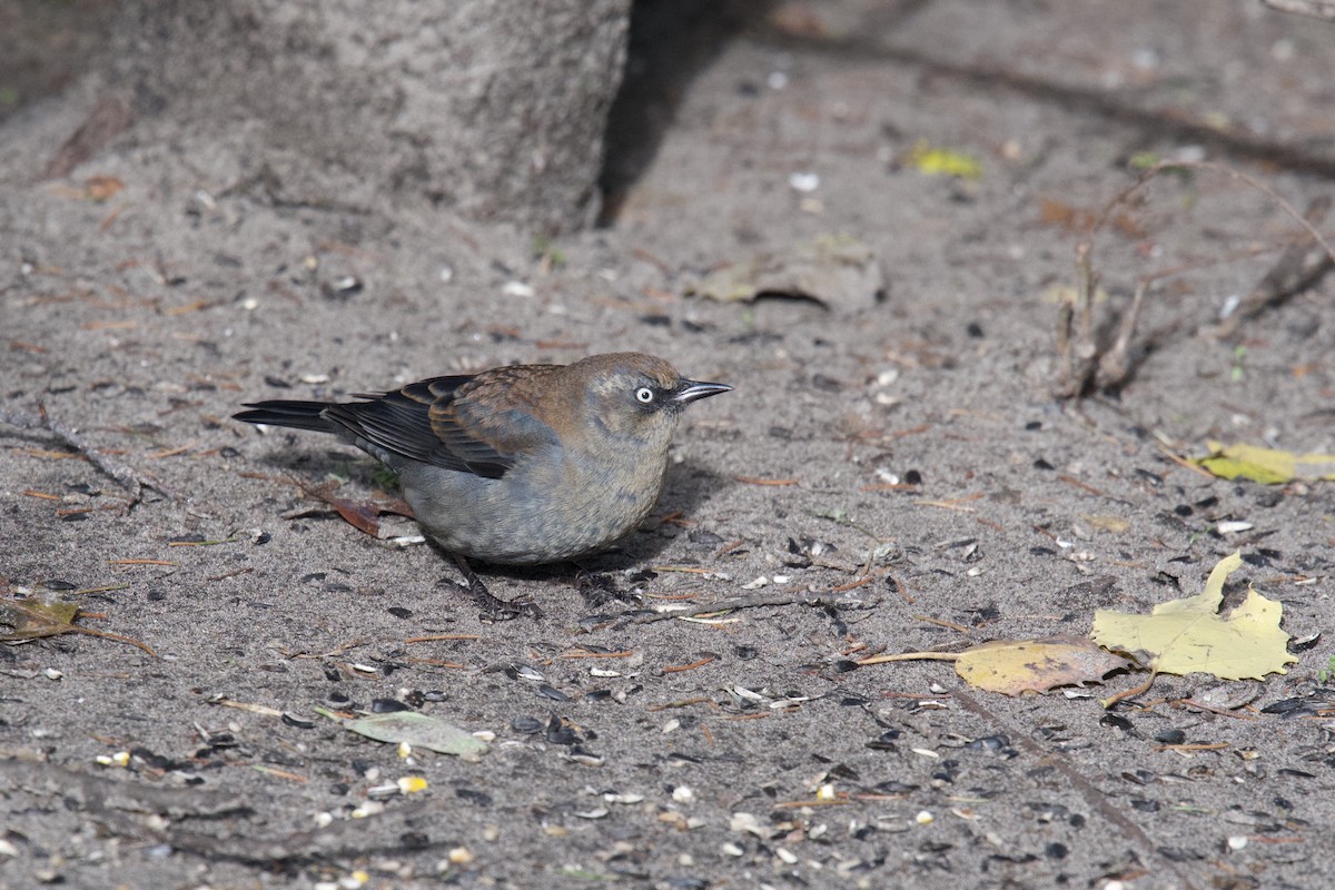 Rusty Blackbird - ML181946101