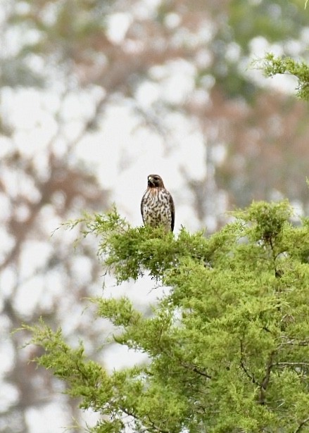 Broad-winged Hawk - Joe Wujcik