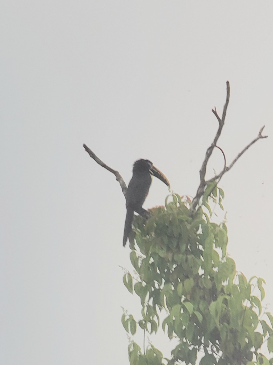 Chestnut-eared Aracari - ML181946861