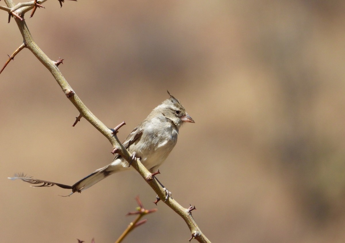 Gray-crested Finch - ML181946931