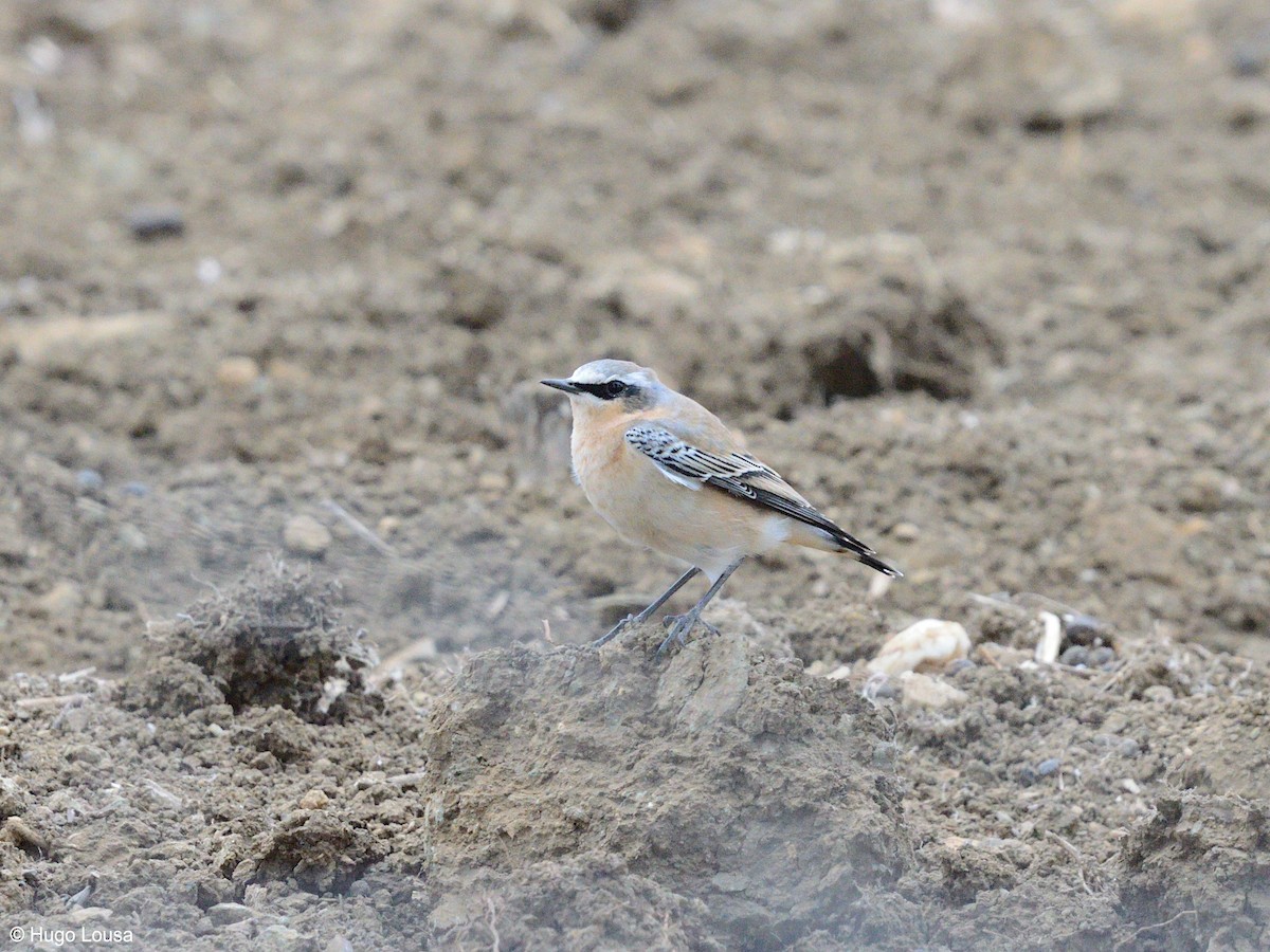 Northern Wheatear - ML181950951