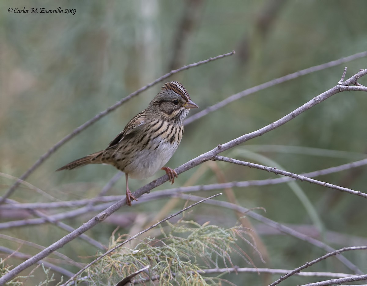 Lincoln's Sparrow - ML181952361