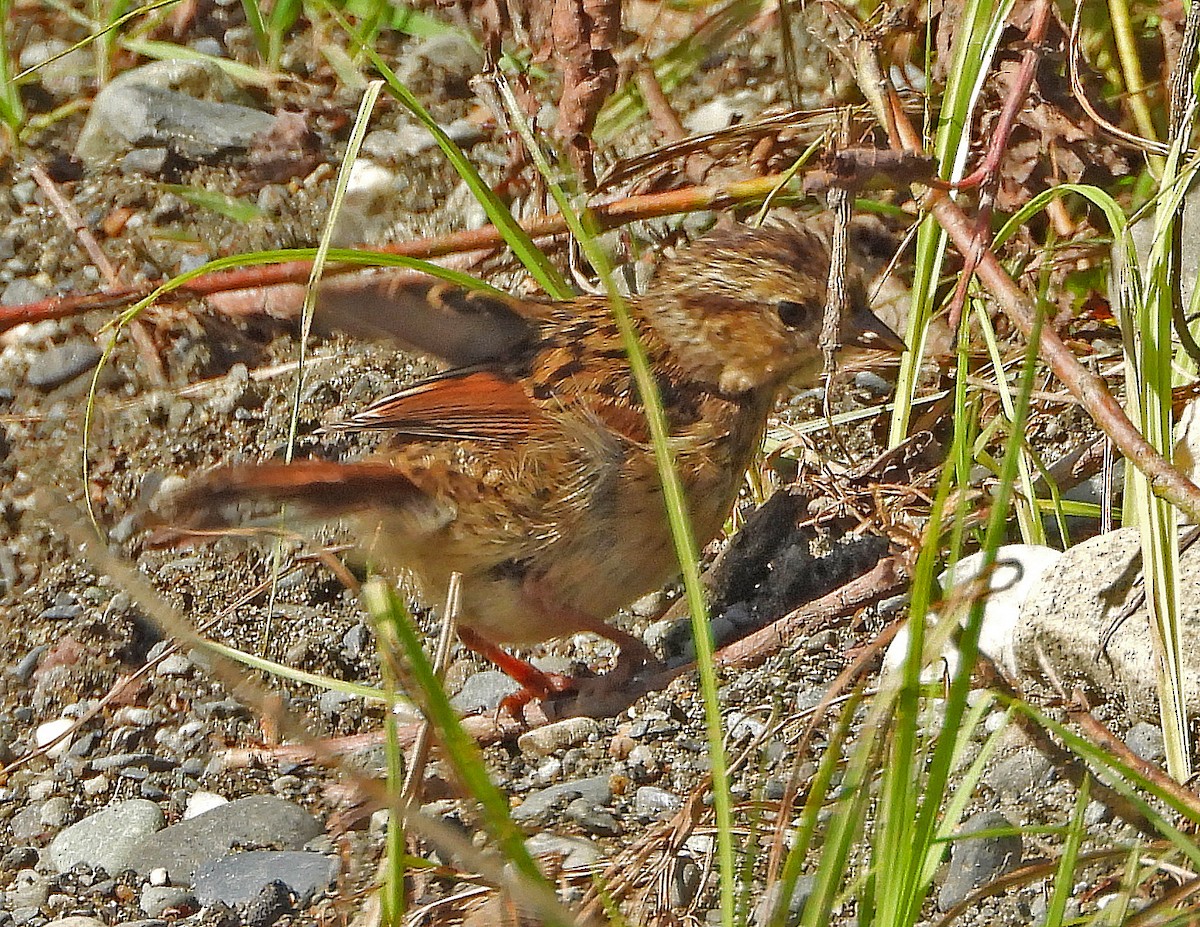 Swamp Sparrow - ML181952641