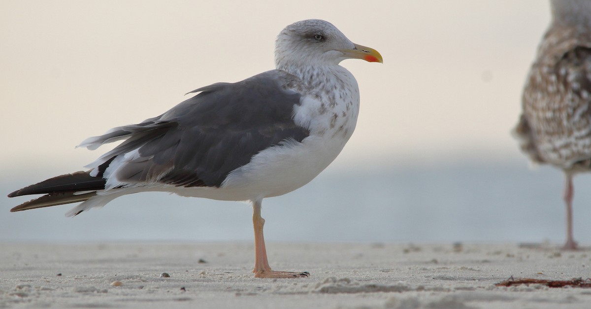 Lesser Black-backed Gull (graellsii) - Nathan Tea